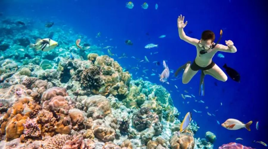 Snorkeling in Maldives